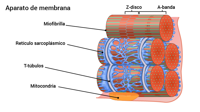 08-membranapparat_2016_spansk