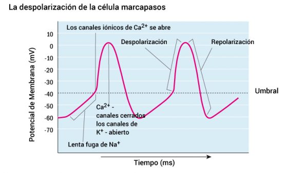 10_pacemakercellens-depolarisering_2016_spansk