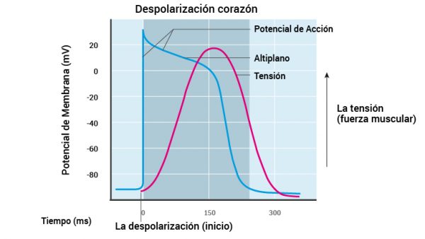11_hjertemuskelens-depolarisering_2016_spansk